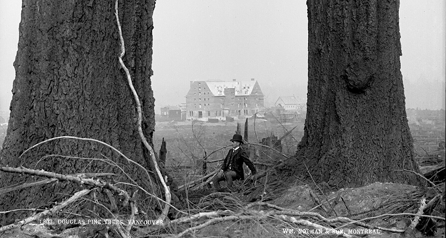 Wm. McFarlane Notman, Pins Douglas // Douglas fir trees, Vancouver, 1887. View-1803 ©Musée McCord Museum